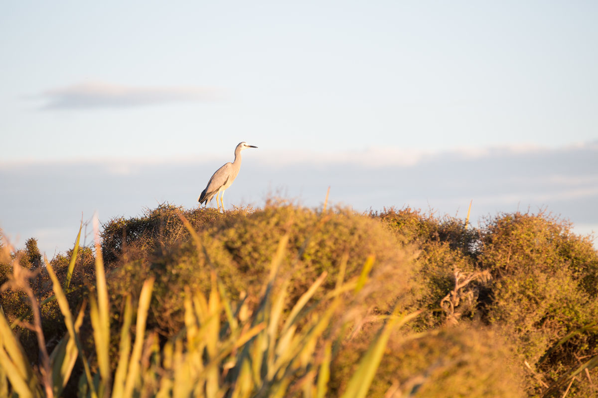 White heron