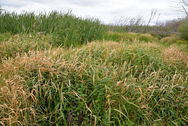 Yarrs Flat Canary Grass