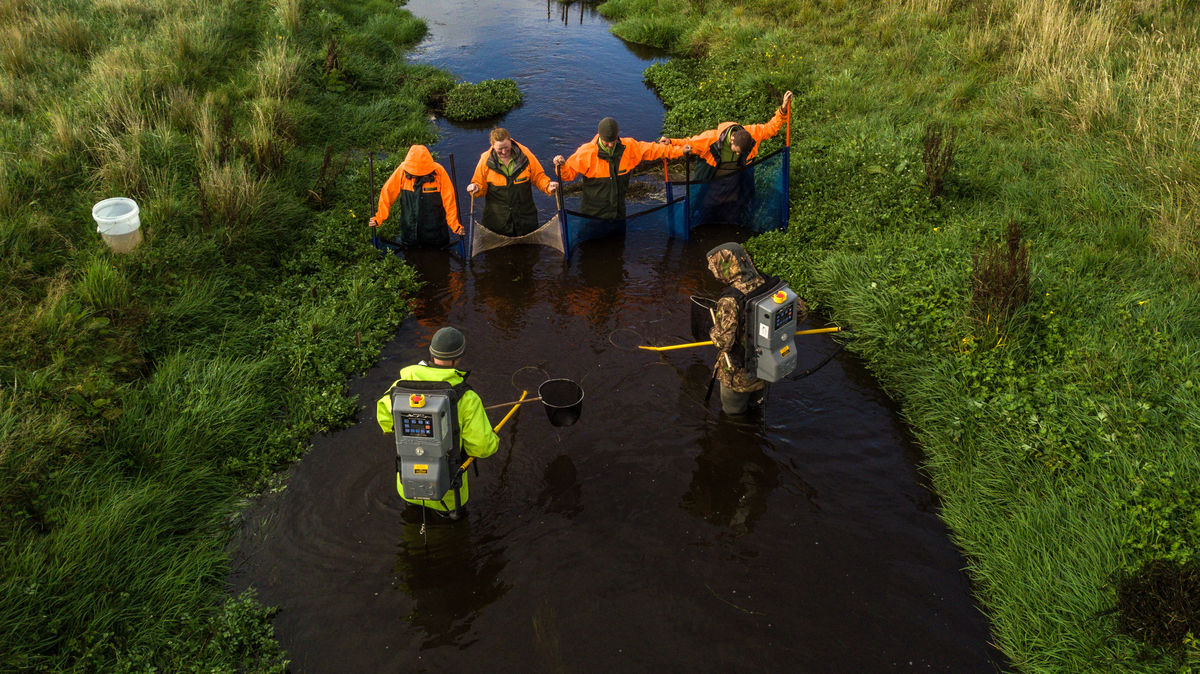 Waituna Creek Electrofishing