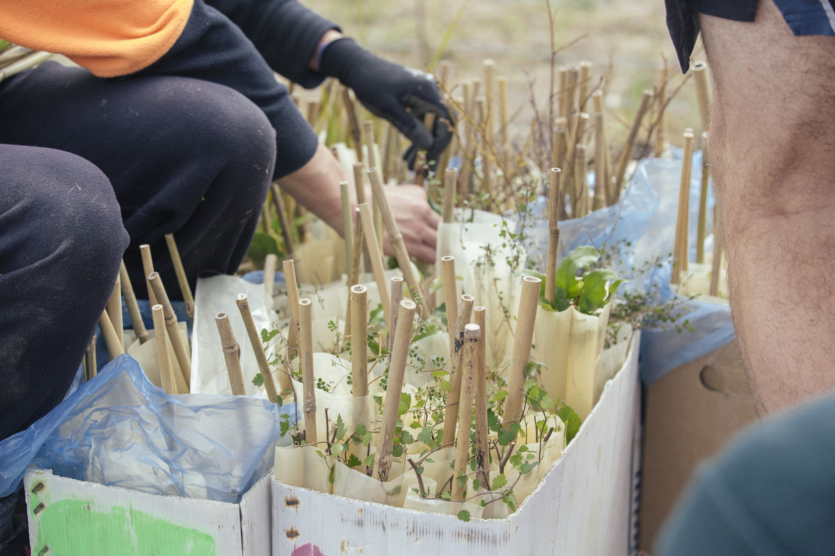 Te Waihora planting