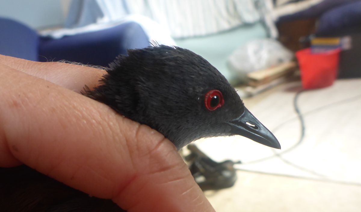Close up of crake in hand