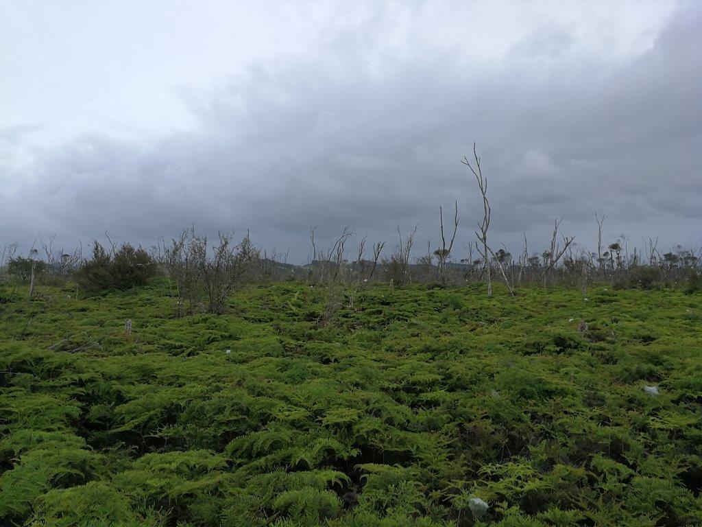 Umbrella Fern in the swamp