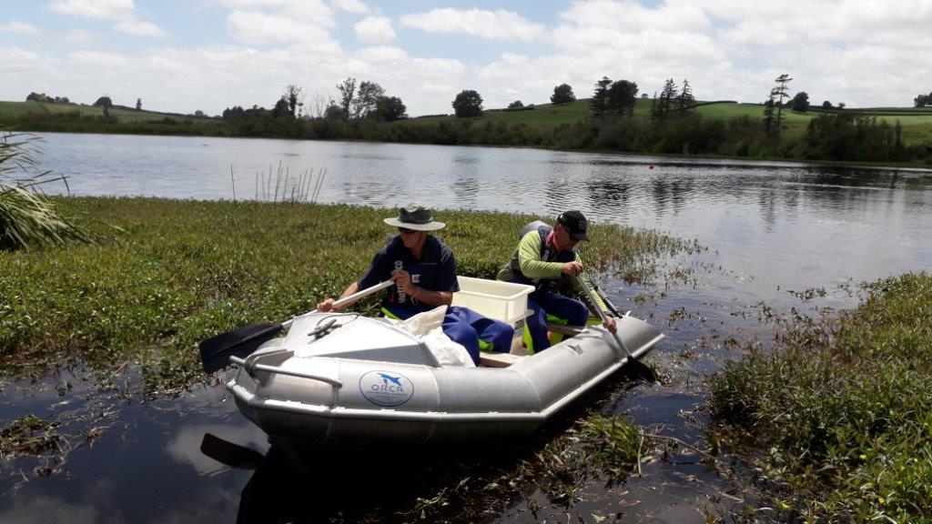 Pest fishing Lake Ruatuna