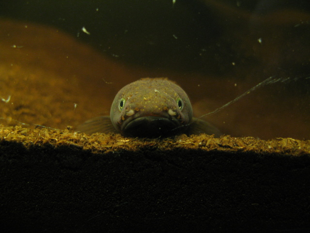 Brown Mudfish