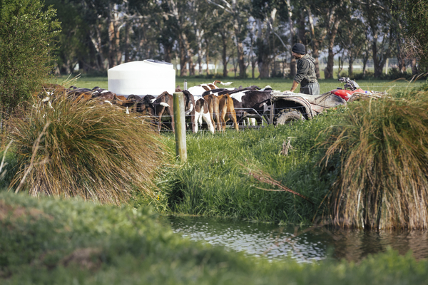 Cows near water
